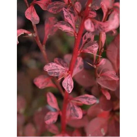 Épine-vinette de Thunberg 'Harlequin' Pot de 2L/3L (1/2)