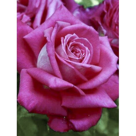 Rosier 'Lolita Lempicka ' Pot de 4L/5L