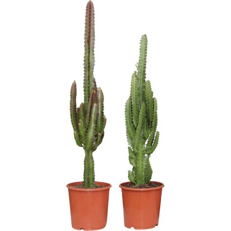Euphorbia Plante Intérieure Décorative Feuillage Vert et Rouge - Lot de 2 - 17 cm - 75 cm - PANGIVO