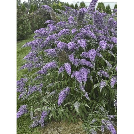 Arbre aux papillons 'Wisteria Lane' – Hauteur 150 cm – Exposition soleil/mi-ombre – Fleur mauve parfumée – Godet 8/9 cm