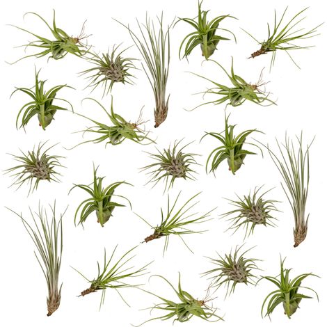 Lot de 20 Tillandsia Mix Plantes Aériennes Filles de l'Air Décoration Intérieure 6 cm - PANGIVO (1/5)