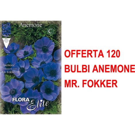 OFFERTA 120 BULBI ANEMONE CORONARIA MR. FOKKER