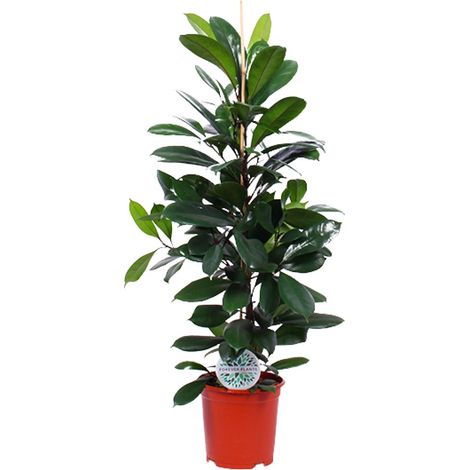 Ficus Cyathistipula Plante d'Intérieur Dépolluante et Décorative - Ø21 cm - 105 cm - PANGIVO (1/4)