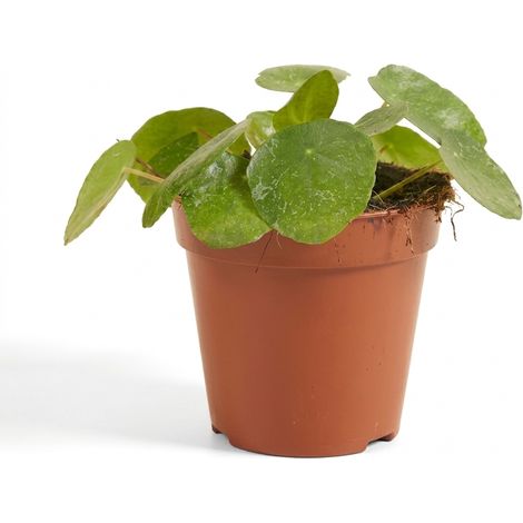 Bloomique - Pilea Peperomioides Sugar - Plante monnaie chinoise - Plante d'intérieur - Facile d'entretien - Hauteur 10-20 cm - Pot 12 cm (1/5)