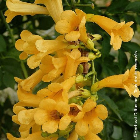 Bignone Golden Trumpet® 'Mincamja3'/Pot de 1L - 10/60 cm