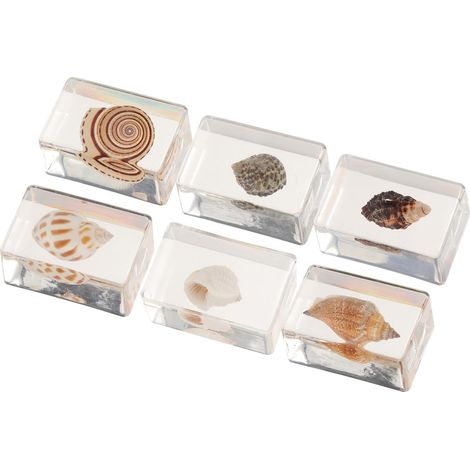 Lot de 6 Coquillages en Résine Réalistes et Décoratifs pour Collection ou Présentation, Presse-papiers Artistique pour Décoration de Bureau ou Maison Style Aléatoire (1/5)
