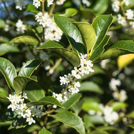 Osmanto "Osmanthus aquifolium" pianta da siepe sempreverde in vaso ø20 cm h 150 cm circa