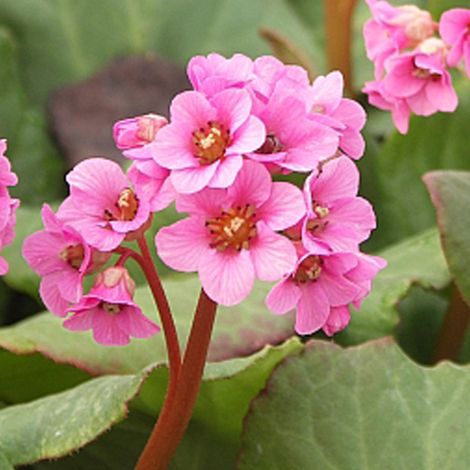 4 x Bergenia 'Morgenröte - Bergenia 'Morgenrote'  - godet 9x9 cm