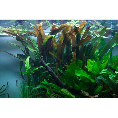 Aquarium Pflanze Cryptocoryne usteriana Nr.120