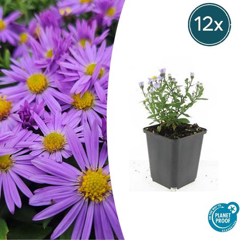 Lot de 12 Asters d'Automne 'Prof. Anton Kippenberg' Plantes de Bordure Fleurs Violettes 10-25cm - PANGIVO (1/5)