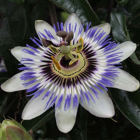 Lot de 2 passiflores bleues et blanches (Passiflora caerulea) - Plantes grimpantes - Plantes de jardin - Rustiques - Hauteur : 50-70 cm - Pot de 15 cm (1/5)