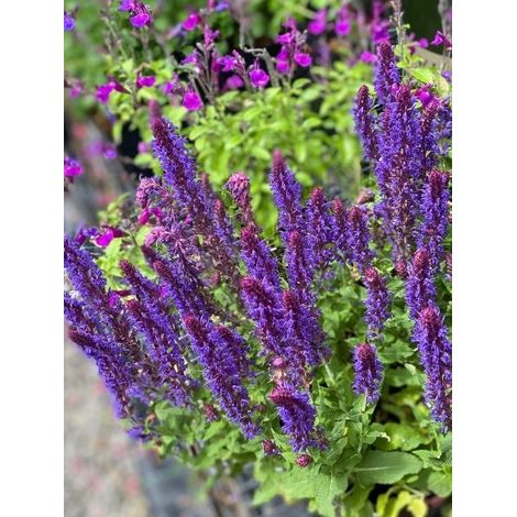 Sauge des bois 'Caradonna Compact' Godet de 8/9 cm (1/2)