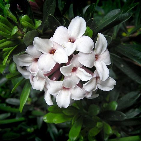 Pépinières Naudet – Daphné hybride 'Eternal Fragrance' – Fleurs parfumées – Feuillage persistant vert – Exposition soleil/mi-ombre – Hauteur < 1m