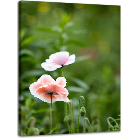 Impression sur toile Botanique Fleurs de pavot 30x40 cm