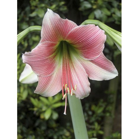 Amaryllis 'Misty' Bulbe calibre 36+ (1/2)