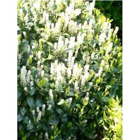 Laurier-Cerise, Laurier palme 'Mano' Pot de 3L/4L