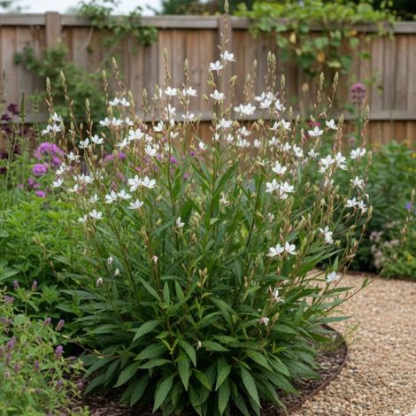 Gaura Cool Breeze/Lot de 3 godets