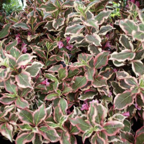Weigela de Floride 'Monet' ('Verweig') - 50-60 cm pot (1/5)