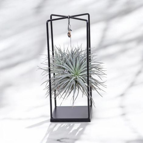 Gardenaria Tillandsia 'Cube' - Pianta da interno ornamentale - Altezza: 30 cm (vaso 17) (1/4)
