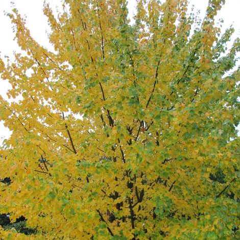 Érable rouge Scanlon, Acer rubrum/Pot de 15L - Baliveau