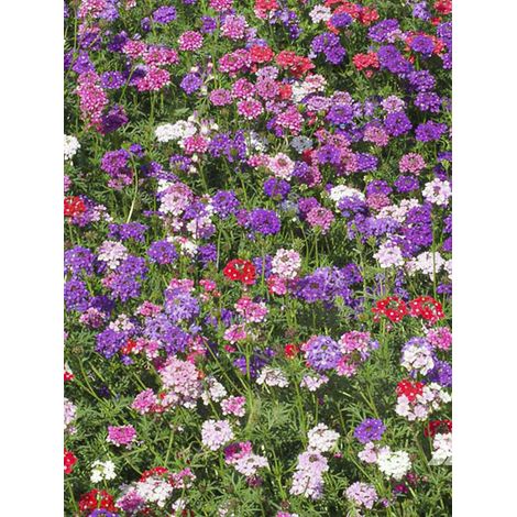 Verveine tenuisecta Godet de 8/9 cm (1/2)