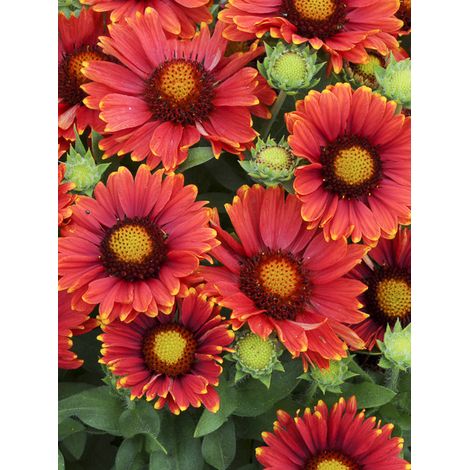 Gaillarde 'Arizona Red Shades' le sachet de 25 graines (1/2)