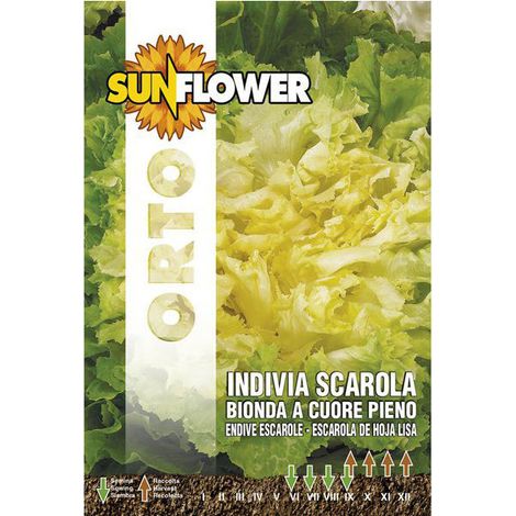 Graines de chicorée endive et scarole tournesol