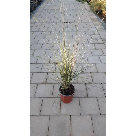 Muhlenbergia Capillaris V17