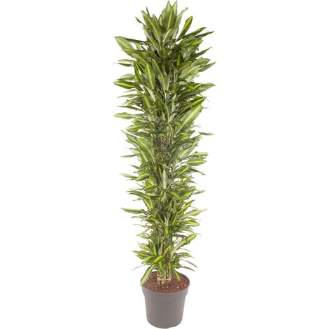Dracaena Cintho Ramifiée Plante d'Intérieur Décorative Verte 210 cm Pot Ø40 cm - PANGIVO (1/4)