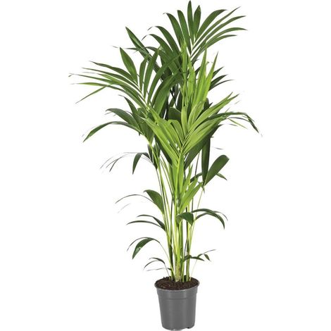 Howea forsteriana palmier kentia plante d’intérieur feuillage élégant pot 21 cm hauteur 130 cm - PANGIVO (1/5)