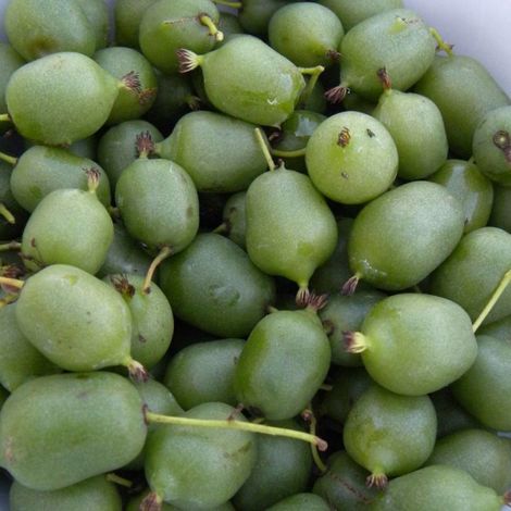 Kiwi de Sibérie arguta Super Issaï (Autofertile)/Pot de 3L