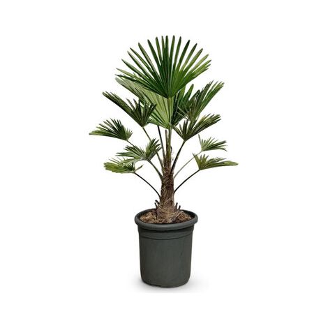 Palmier trachycarpus Wagnerianus - Palmier chinois éventail - 90