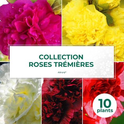 Collection de 10 Roses Trémières (1/2)