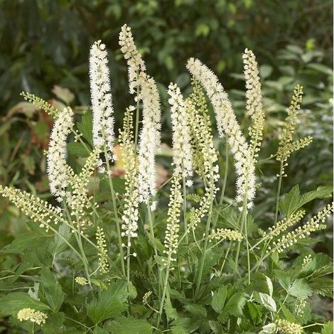 4 x Bugbane  - Actaea simplex 'White Pearl'  - godet 9x9 cm
