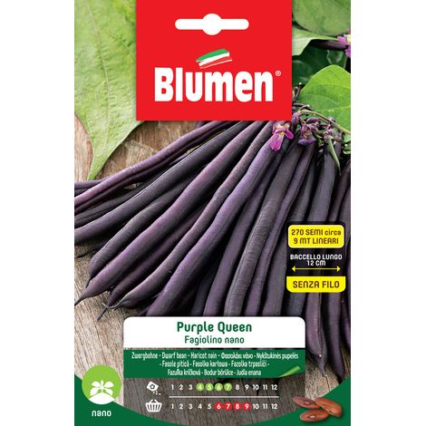 SEMI DI FAGIOLINI NANI PURPLE QUEEN