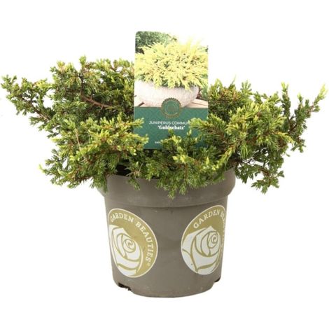 Genévrier commun Goldschatz - Juniperus communis Goldschatz 20/30cm Pot 2,5L