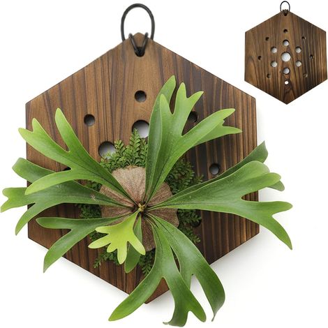 Pot mural suspendu pour orchidées, hexagonal en bois, facile à suspendre (1/5)
