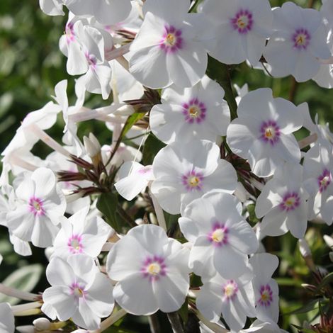 4 x Phlox maculé  - Phlox maculata 'Omega'  - godet 9x9 cm (1/5)