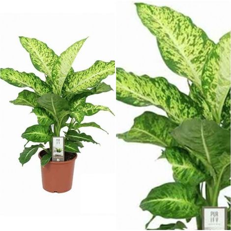 Planta Natural Diafenbachia Mars en Maceta M17