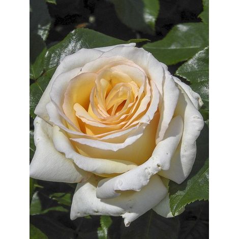 Rosier moderne 'Anastasia' Pot de 4L/5L (1/3)