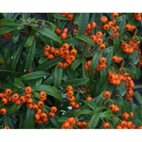 Pyracantha nana cv. "navajo" - piracanta nana - alveolo forestale (1/2)