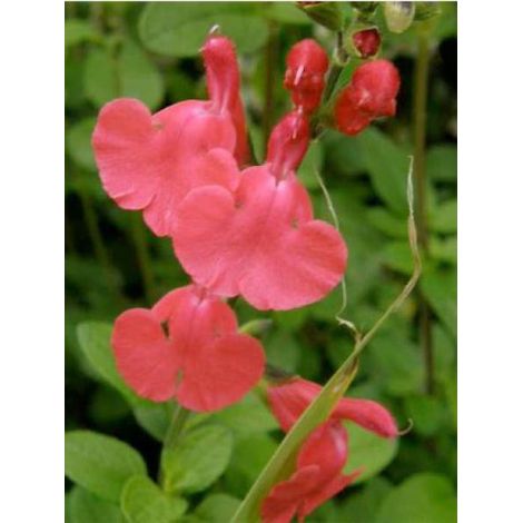 Sauge à petites feuilles 'Grahamii' Godet de 7/8 cm (1/2)