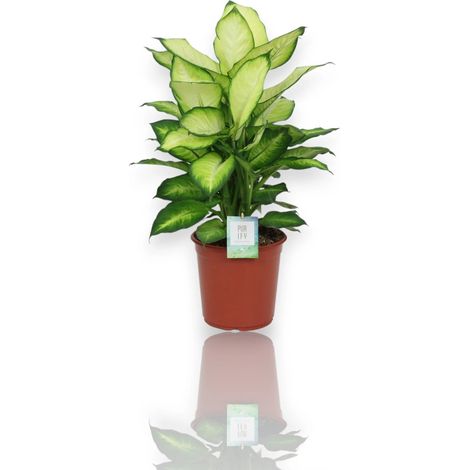 Gardenaria Dieffenbachia 'Summer style' - Pianta da interno ornamentale - Altezza: 60 cm (vaso 17) (1/5)