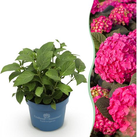 Hortensia Hydrangea Endless Summer Summer Love Red - Plante de Jardin Rustique Rouge - Pot Ø 14 cm - PANGIVO (1/5)