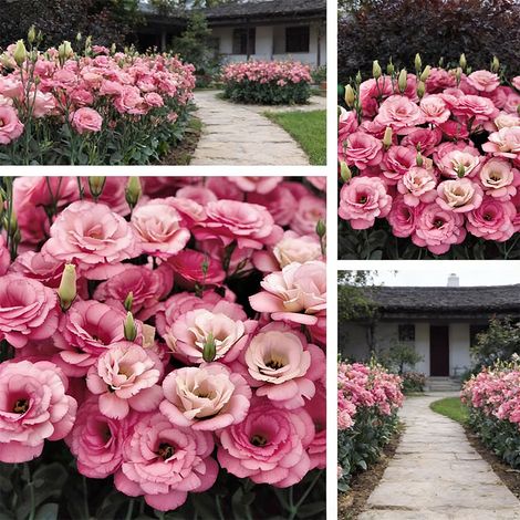 1000 Pink Lisianthus Seeds – Ornamental Eustoma with Long-Lasting Blooms for Balconies and Flower Beds