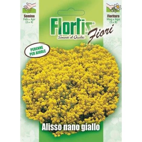 ALISSO NANO GIALLO
