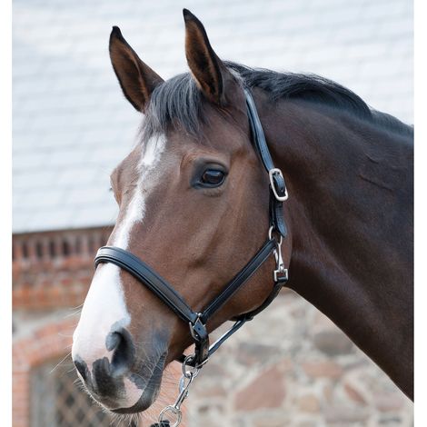Horse Guard Lederhalfter - schwarz - Pony (1/3)