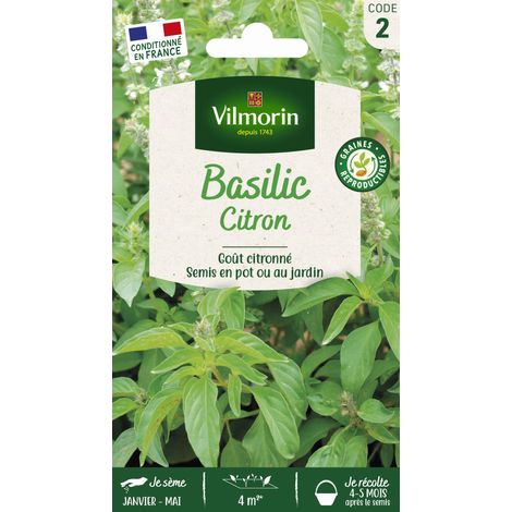 Basilic Citron Vilmorin (1/4)
