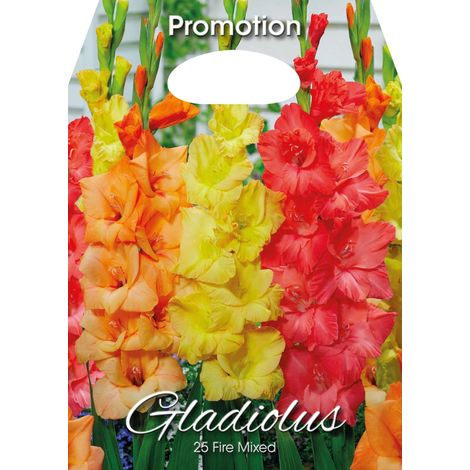 Gladioli Fire Mixed (CONFEZIONE DA 25 BULBI)