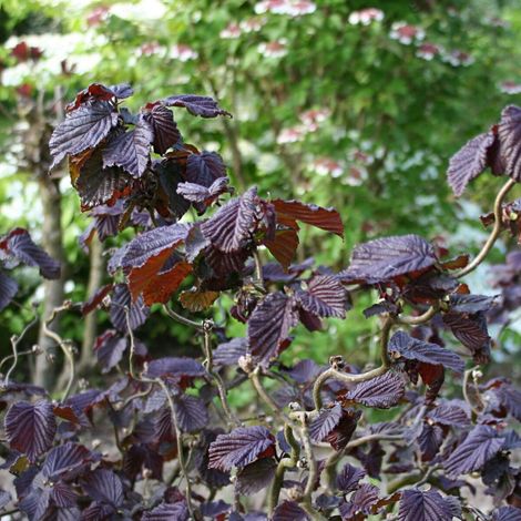 Noisetier tortueux Red Majestic®, Corylus/Pot de 4L - 40/60 cm (1/2)
